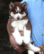 siberian husky puppy posted by Beverly McHargue